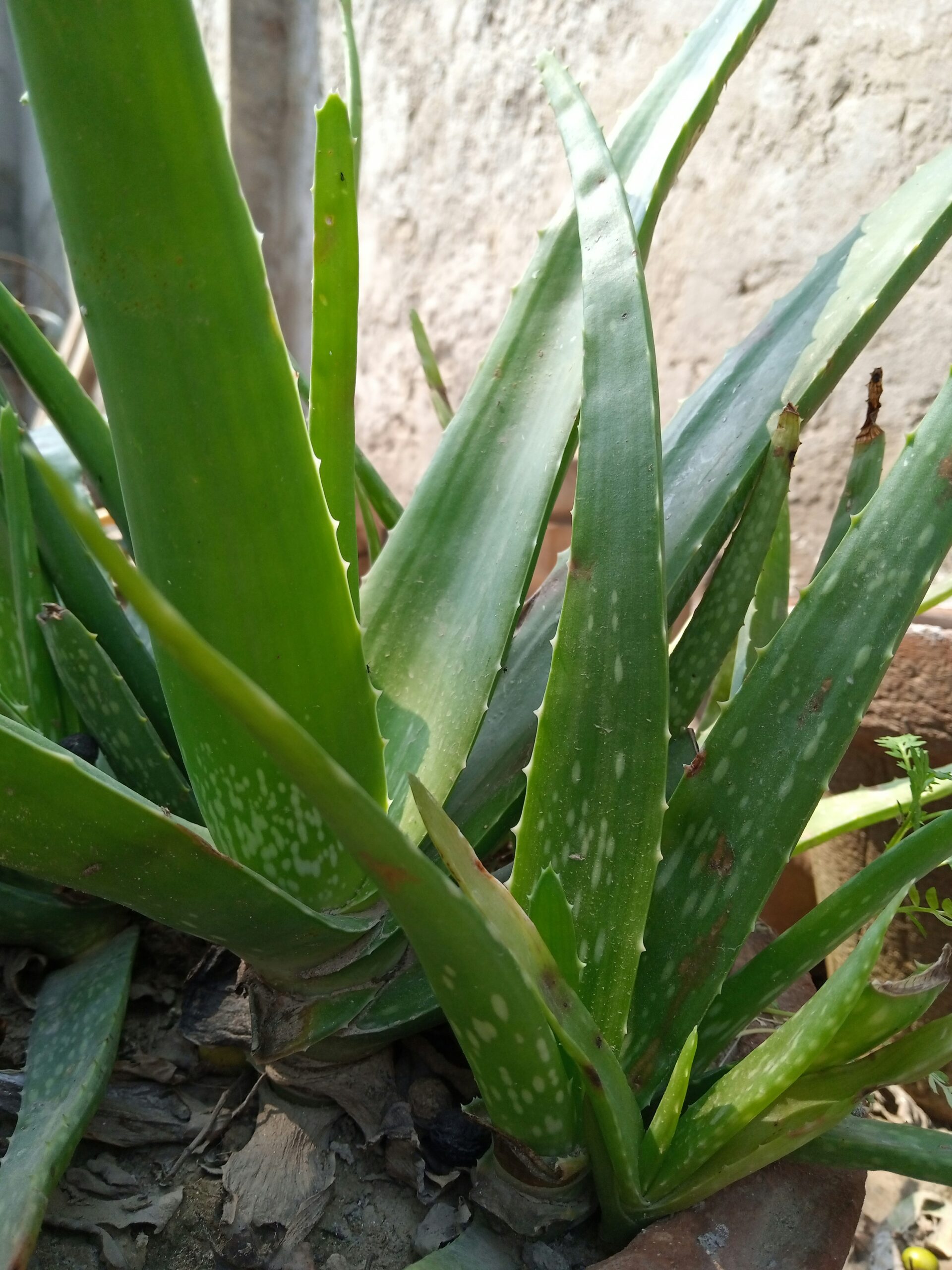 Aloe Vera and Honey Remedies for Dry Skin Care